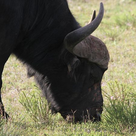 Indalu Game Reserve Boggomsbaai Екстер'єр фото