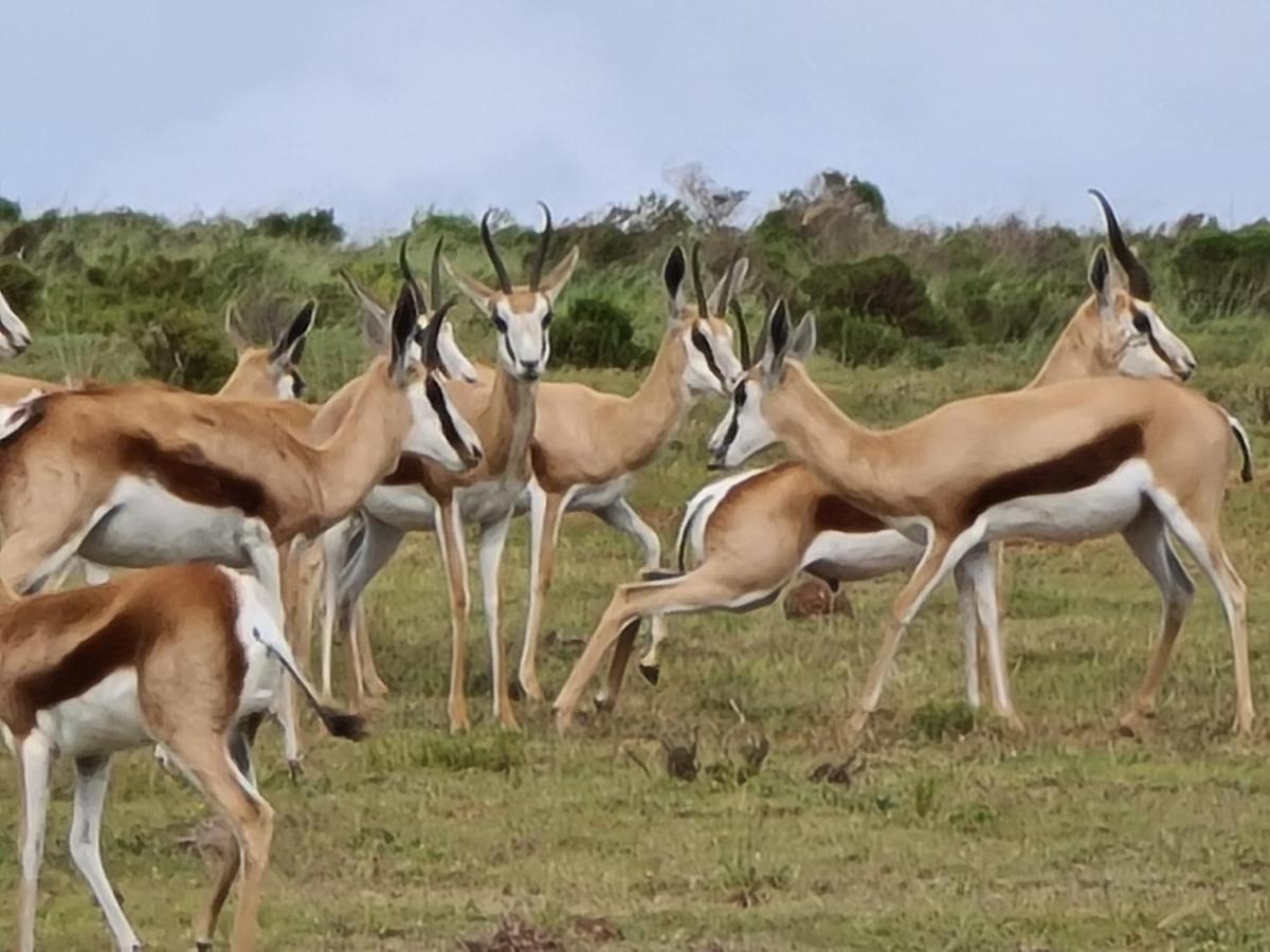 Indalu Game Reserve Boggomsbaai Екстер'єр фото