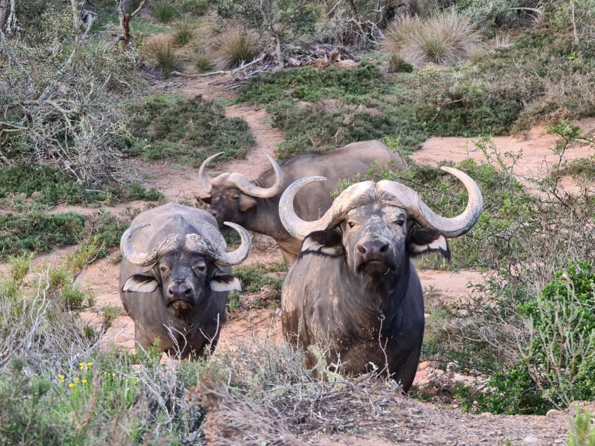 Indalu Game Reserve Boggomsbaai Екстер'єр фото