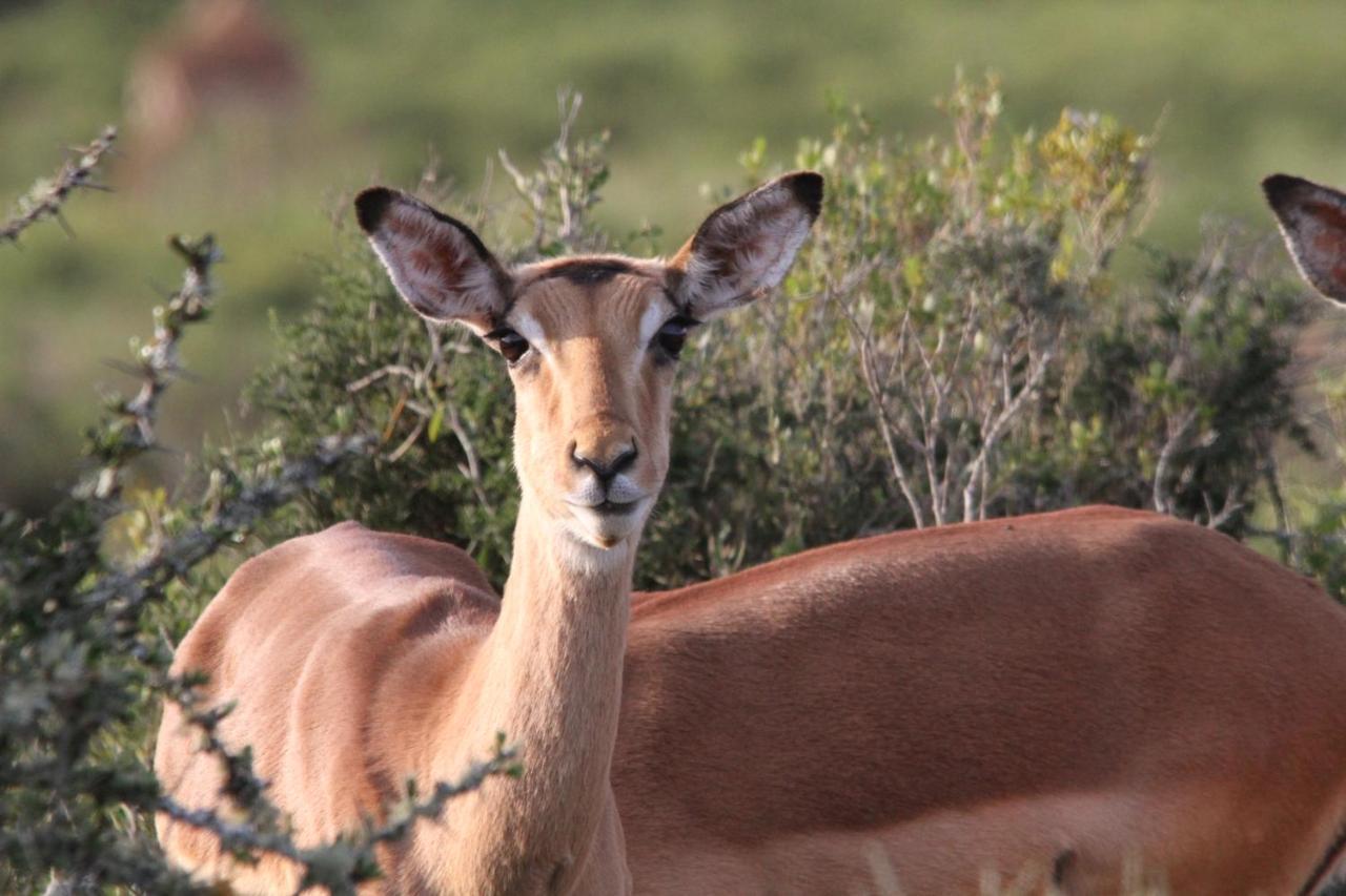Indalu Game Reserve Boggomsbaai Екстер'єр фото