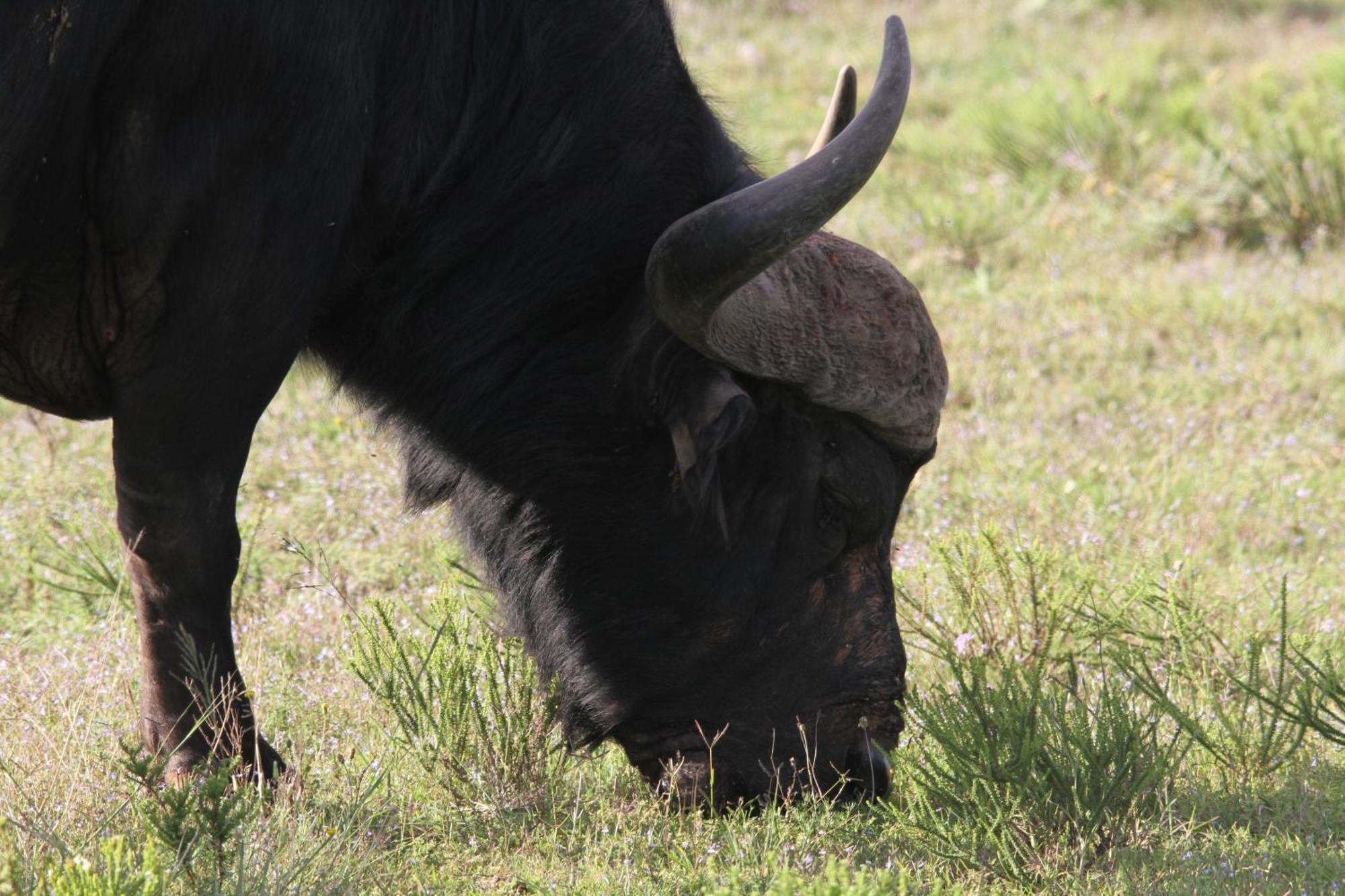 Indalu Game Reserve Boggomsbaai Екстер'єр фото