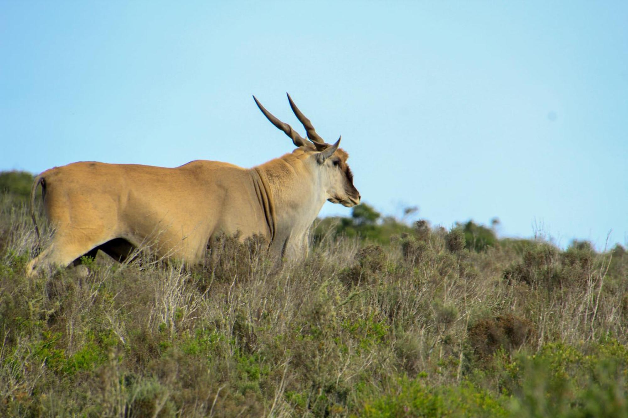 Indalu Game Reserve Boggomsbaai Екстер'єр фото