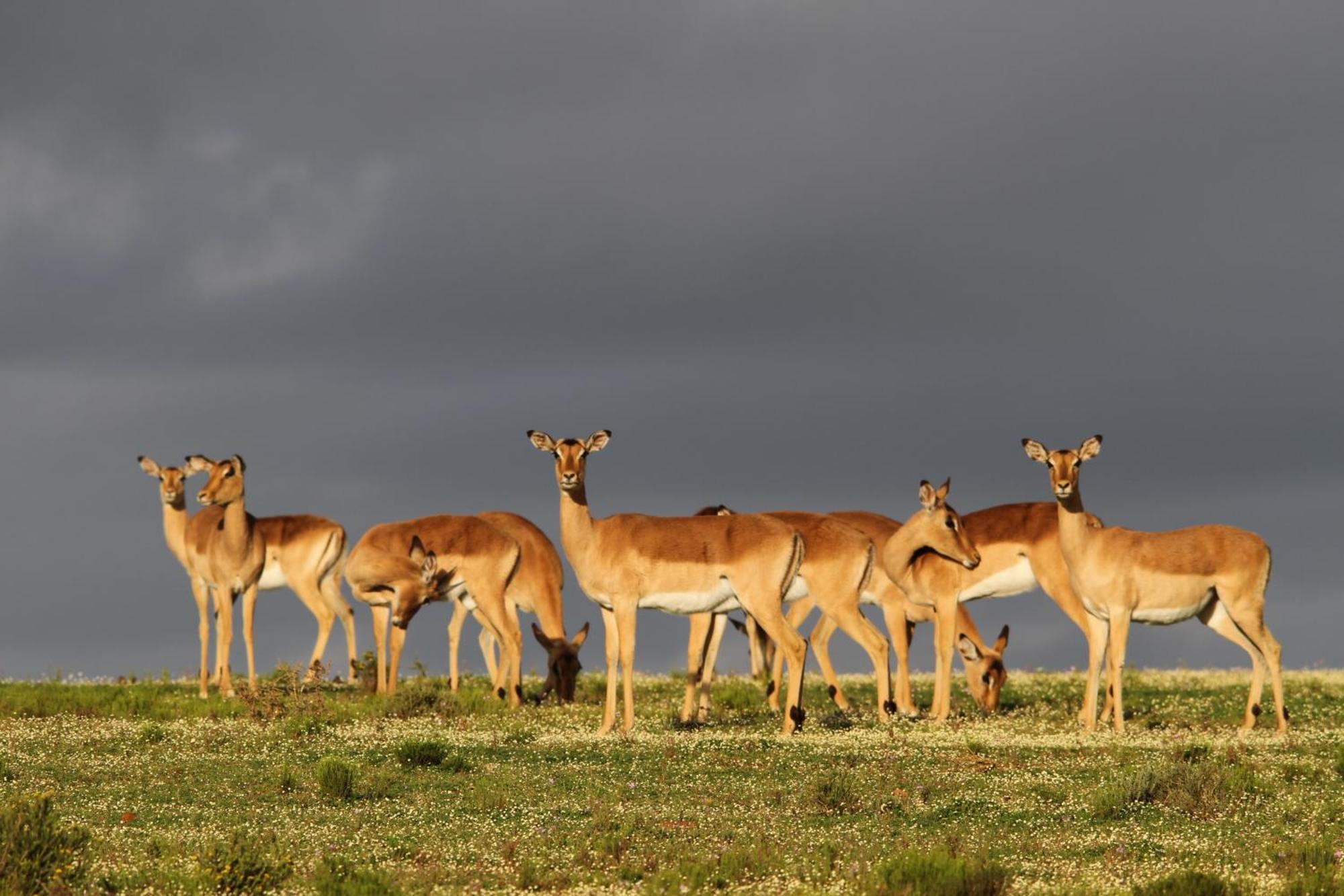 Indalu Game Reserve Boggomsbaai Екстер'єр фото