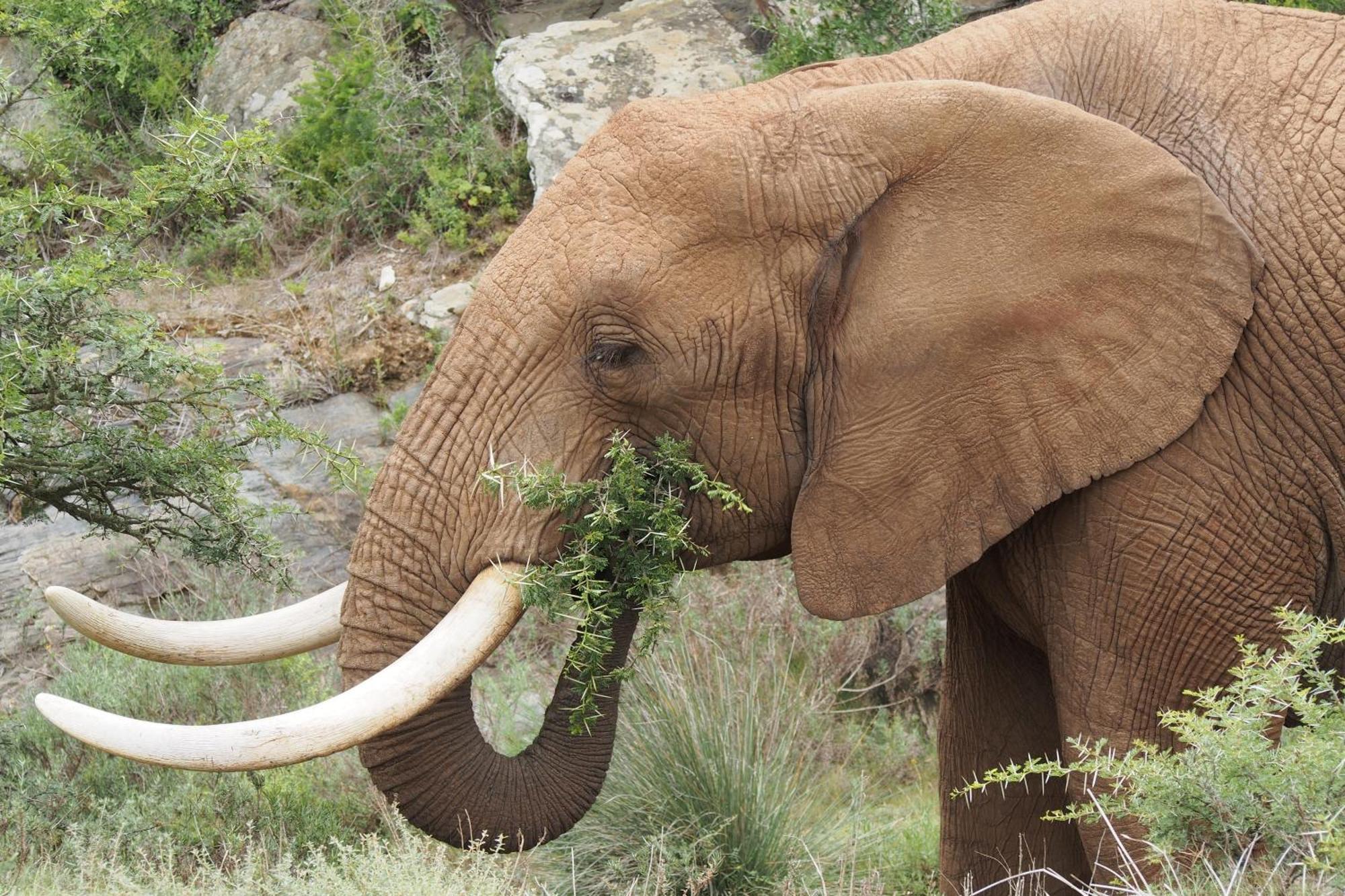 Indalu Game Reserve Boggomsbaai Екстер'єр фото