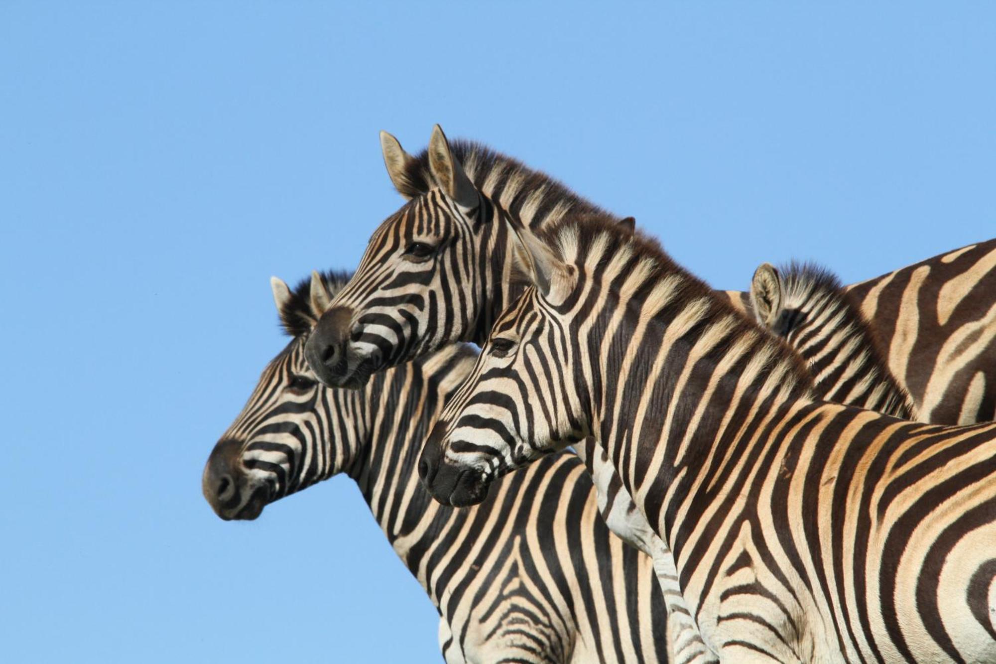Indalu Game Reserve Boggomsbaai Екстер'єр фото