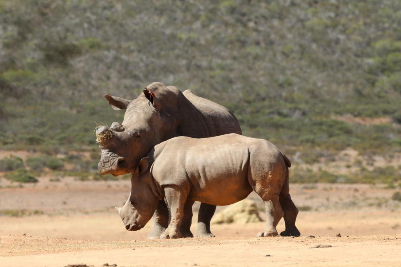 Indalu Game Reserve Boggomsbaai Екстер'єр фото
